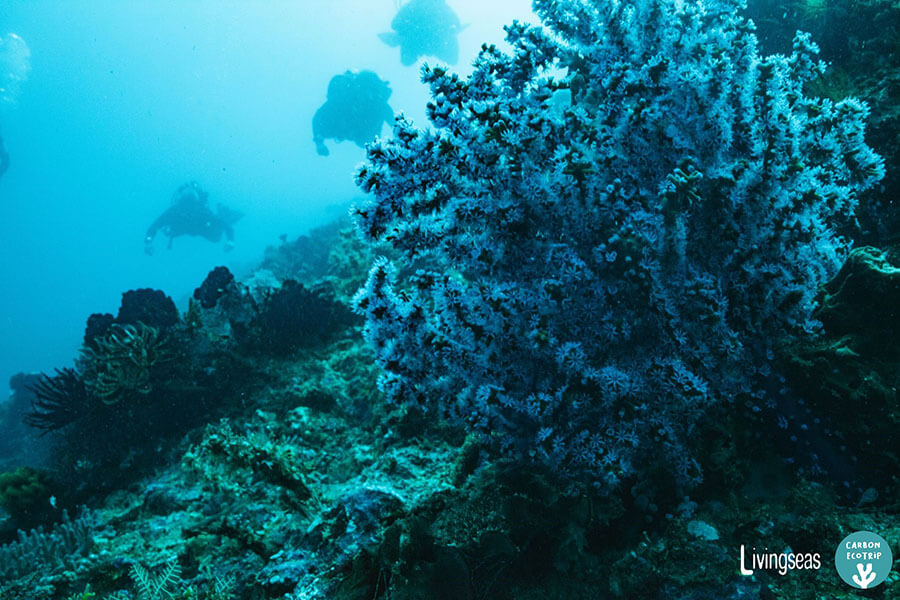 Help Restore Balis Coral Reefs By Joining This Climate Positive Diving