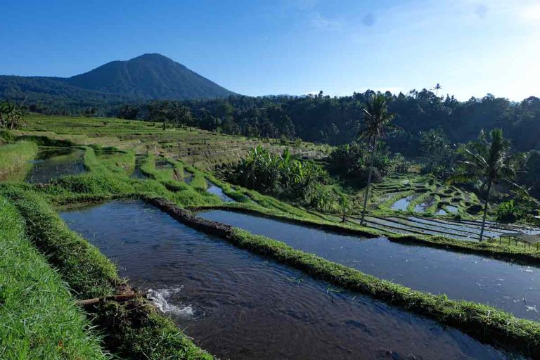 Explaining Bali S Subak System And Why Rice Fields Are Cultural