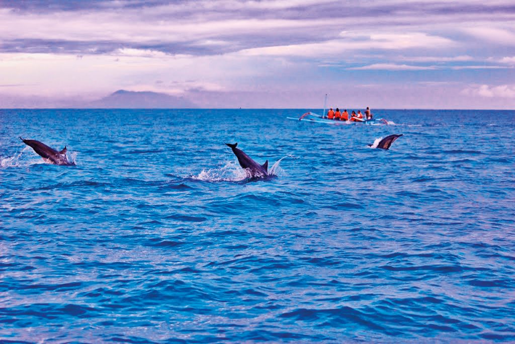 Lovina Beach - Dolphins