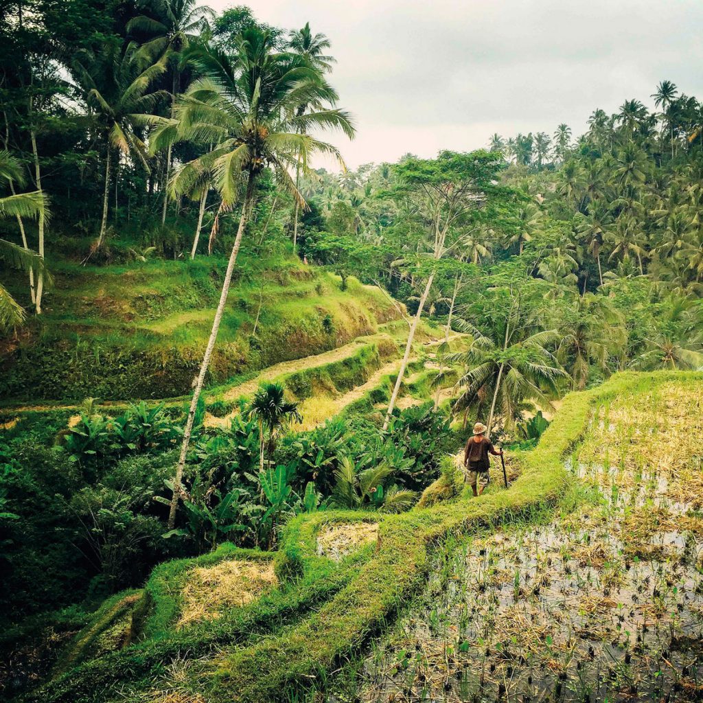 theme-wtd-trekking-ubud-2