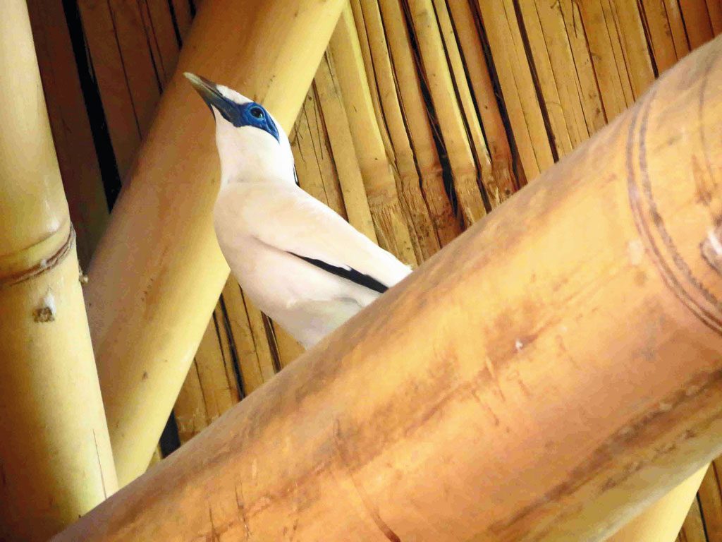 WO---Begawan-Foundation---Bali-Starling-bamboo