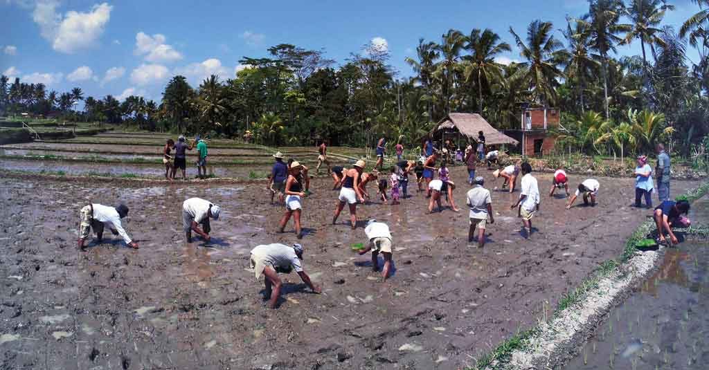 Charity-Profile---Sawah-Bali----Planting