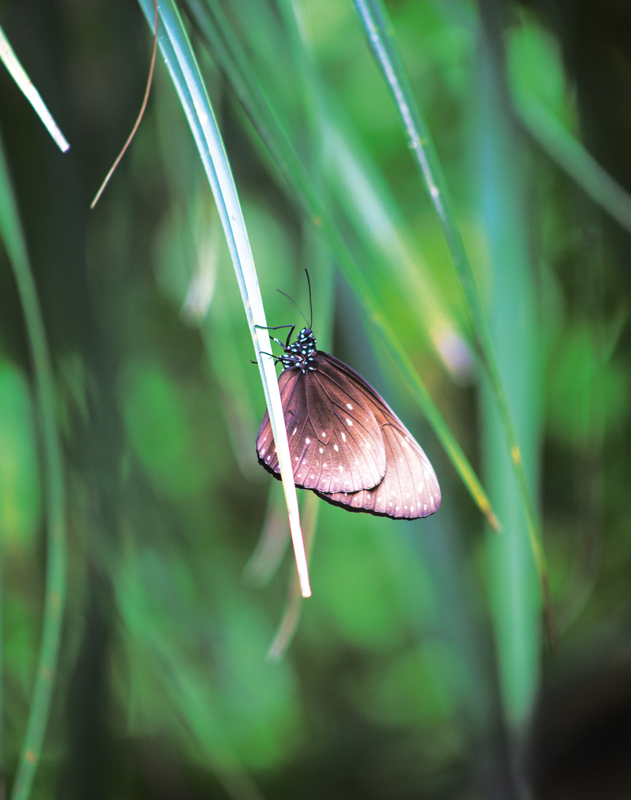 Butterfly Park, Loh Tunduh (3) - NOW! Bali