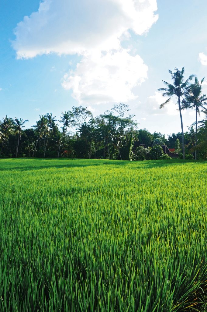 Taro Rice Field