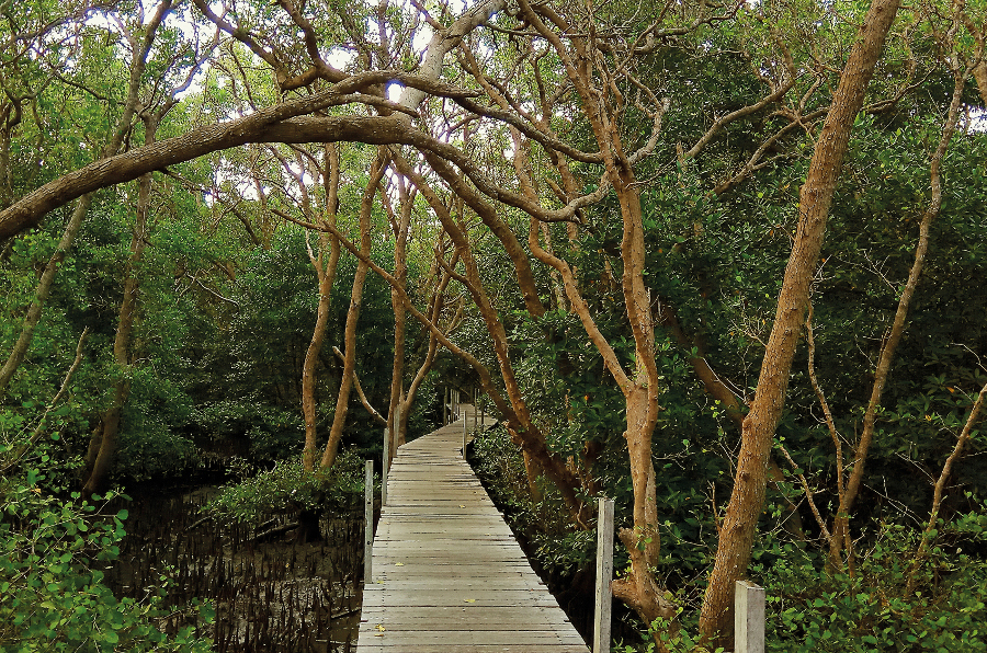 WTD - mangrove (1)