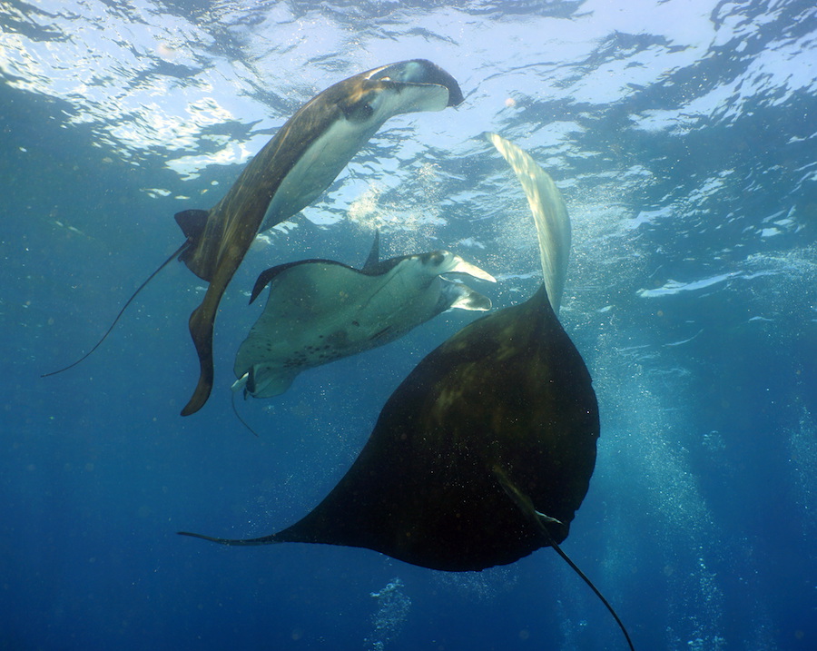 Bali Manta Rays Nico Dives Cool 1 5