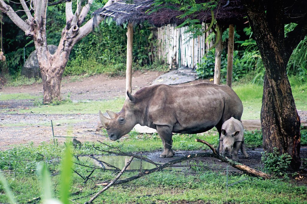 Bali Safari (1)