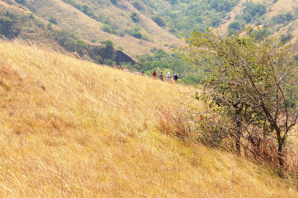 guided trek through the hilly landscapes of Rinca with a local ranger and Plataran team