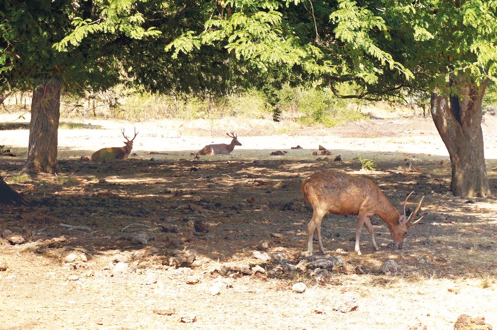 resident deers of Rinca Island