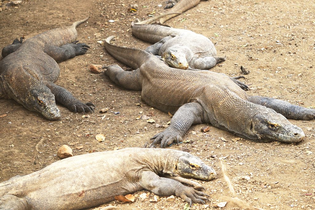 resting Komodo dragons at Rinca Island