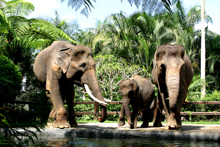 Nigel Mason Elephant Park Bali
