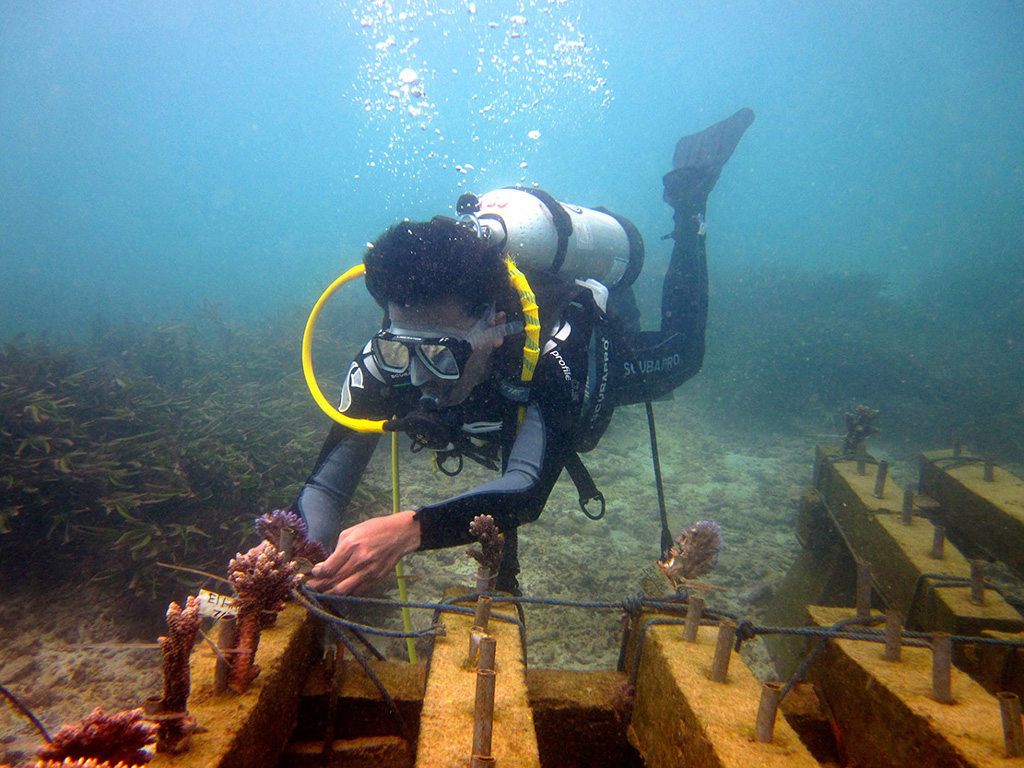 environment-Coral-triangle-centre-Coral-Transplantation-in-Nusa-Penida