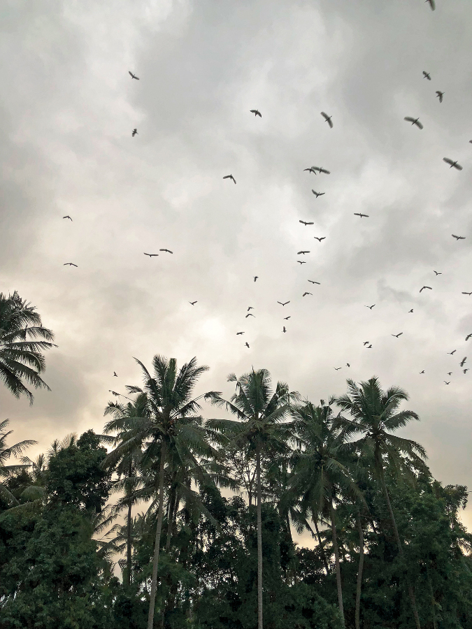 Herons Flocking in Petulu Village