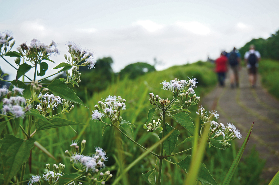 Campuhan Ridge