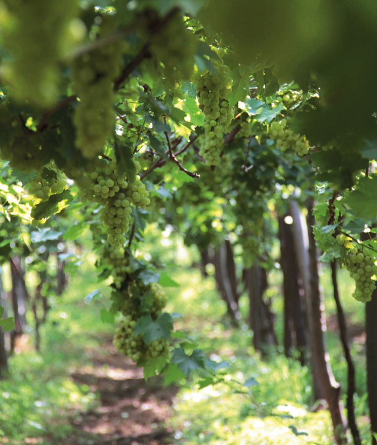 Vineyards of Hatten Wines in North Bali