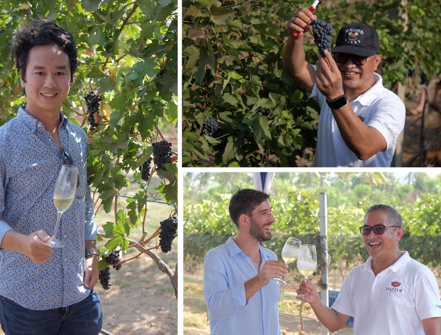 Hatten Wines Syrah Grapes Layout