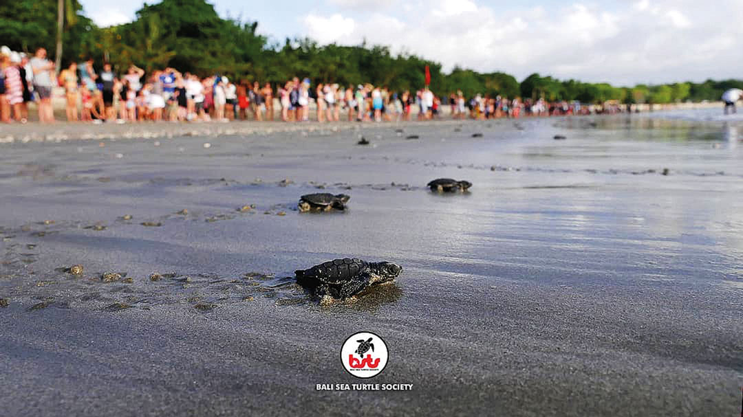 Behind Bali's Sea Turtle Society - NOW! Bali