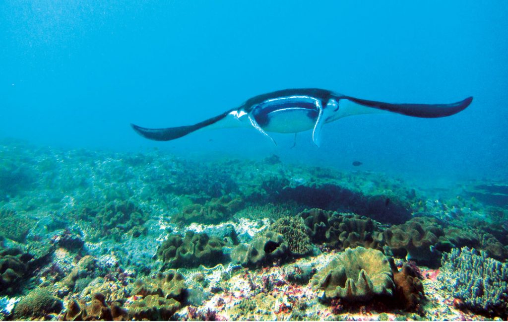 Diving in Bali - Nusa Penida Dive Sites - Manta Point