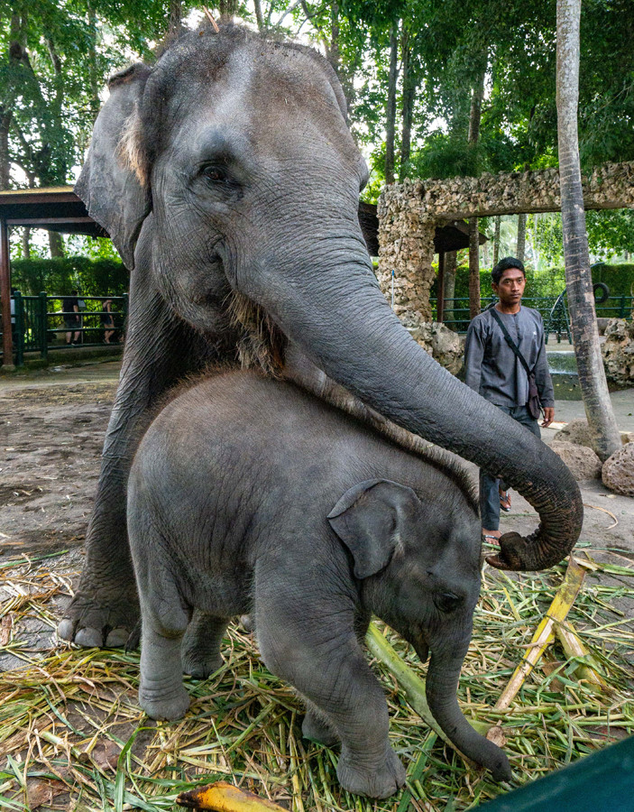 Mason Elephant Park Bali - Ubud 2