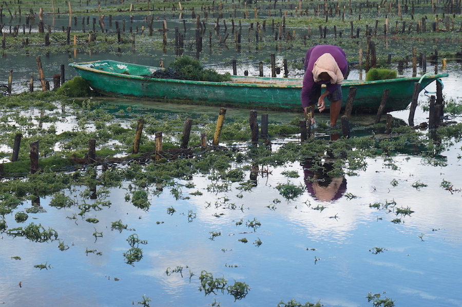 Seaweed Farmer on Nusa Lembongan