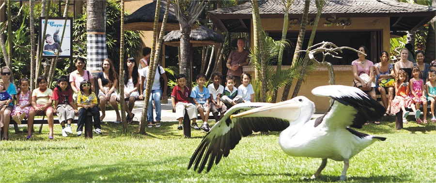 Bali for Kids - Bali Bird Park