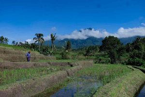 Explaining Bali’s Subak System (and Why Rice Fields Are Cultural ...