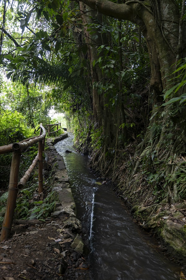 Trails Through Tenganan 3