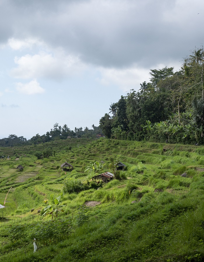 Trails Through Tenganan 5