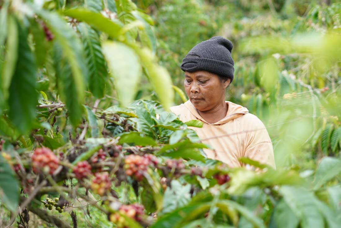 Nurturing the Next Generation of Indonesian Coffee Farmers - NOW! Bali