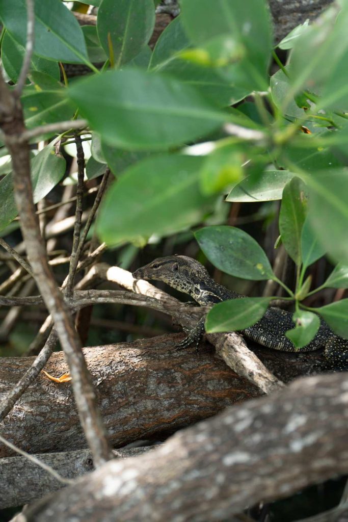 Lizard at West Bali National Park