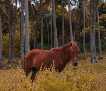 Sima-Hotel-Sumba-78