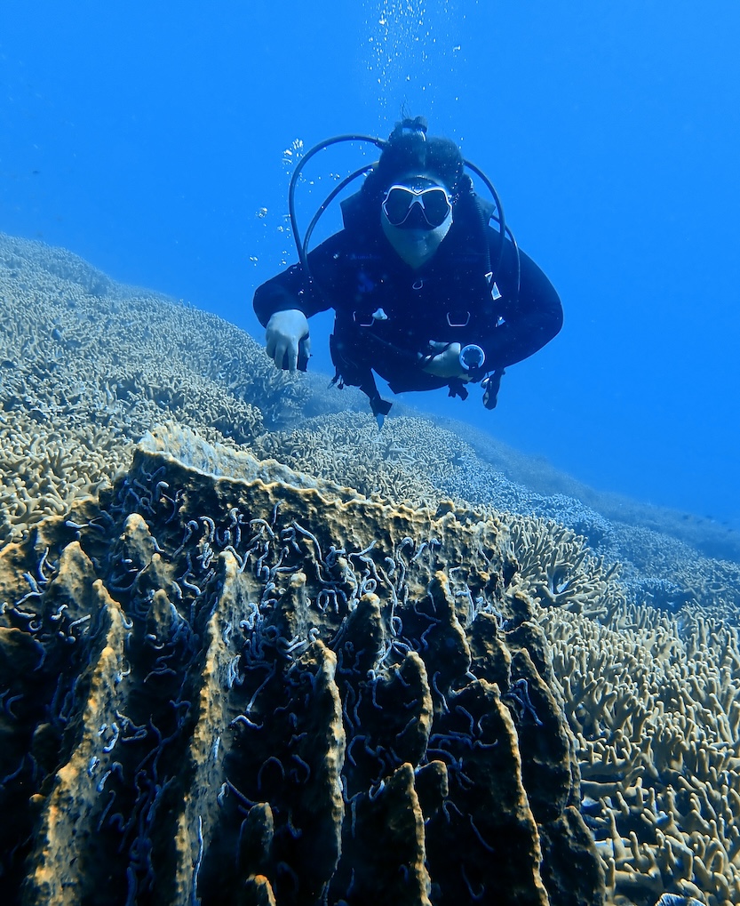 Ecosytems: Coral Triangle Center