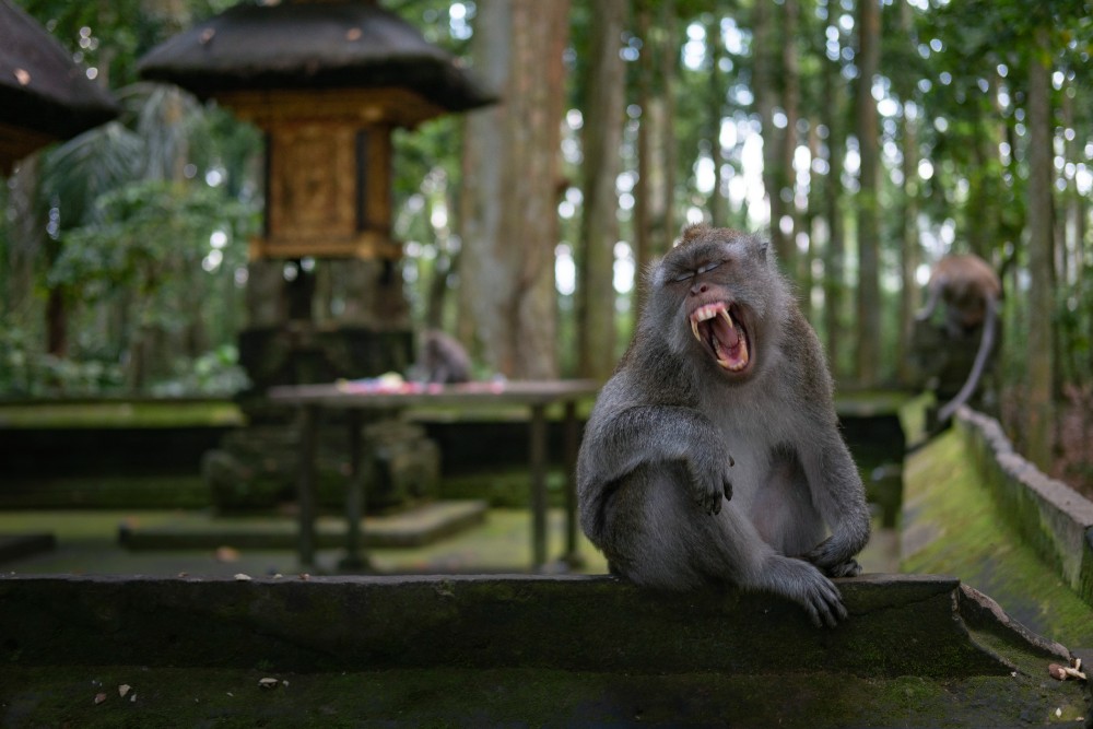 Sangeh Monkey Forest Monkey