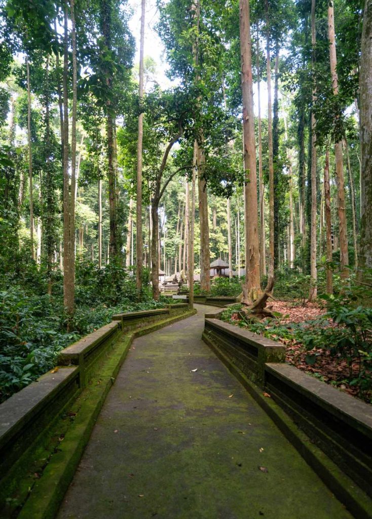 Trek Inside Sangeh Monkey Forest