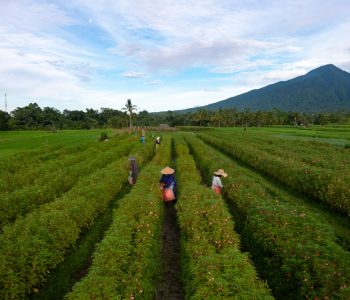 Bali-Future-of-Farming-9