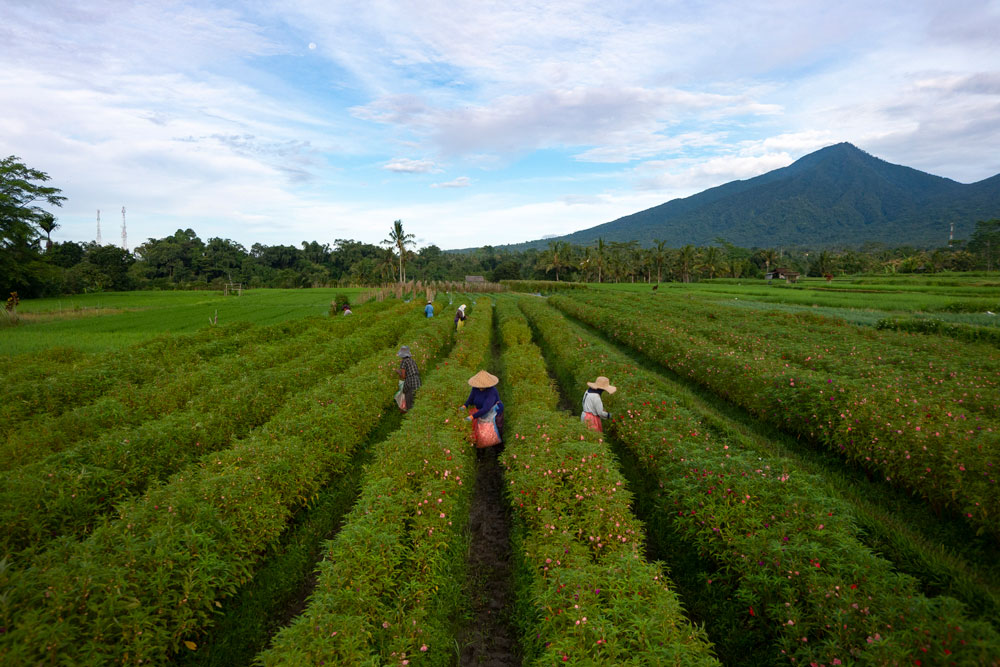 Supply & Demand: The Future of Farming in Bali