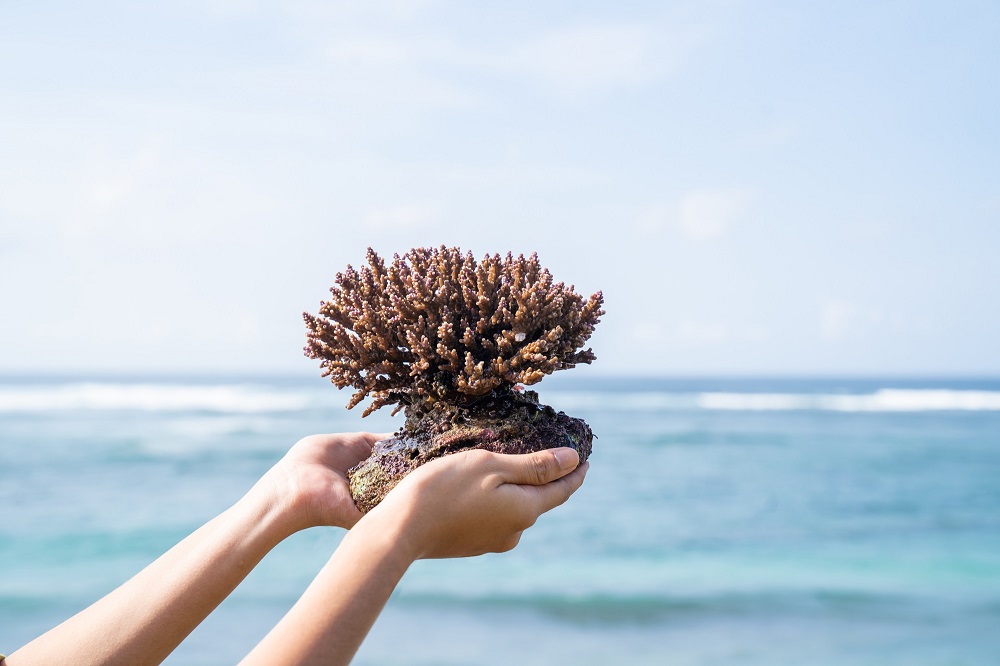 Coral Planting (4)