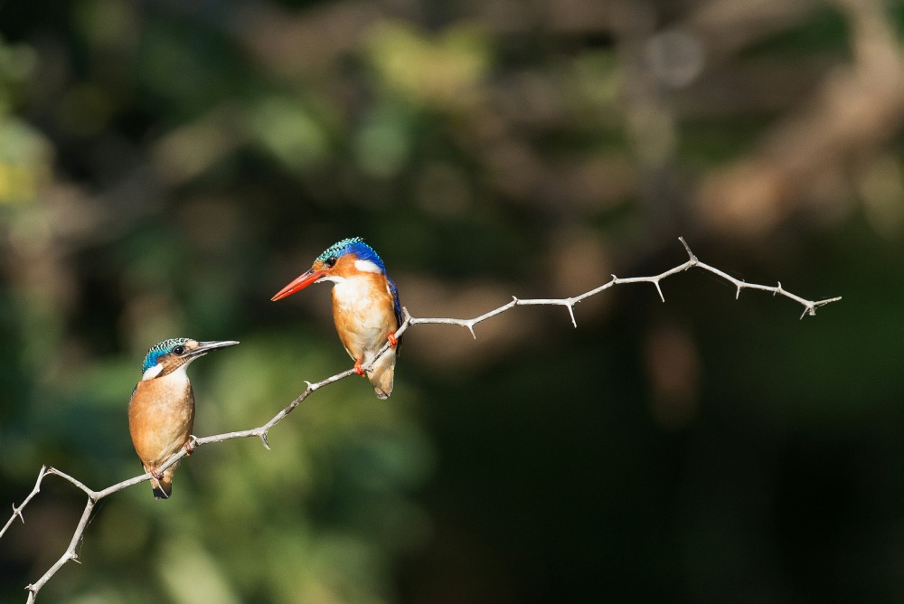 Kingfisher, one of the vibrant birds seen in Ubud - one of the family activities you can do in Ubud