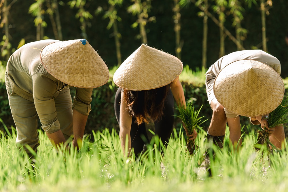 Alila Ubud - Hand's on Planting - Copy