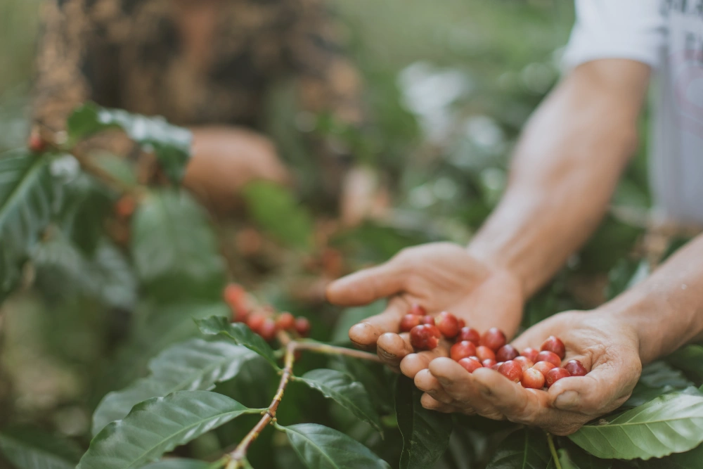 Cultivating Specialty Bali Coffee, with Tanamera Indonesia