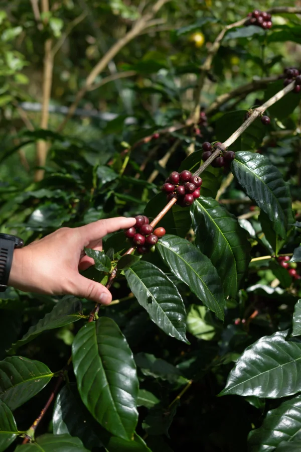 Tanamera Indonesia Kintamani Bali Coffee