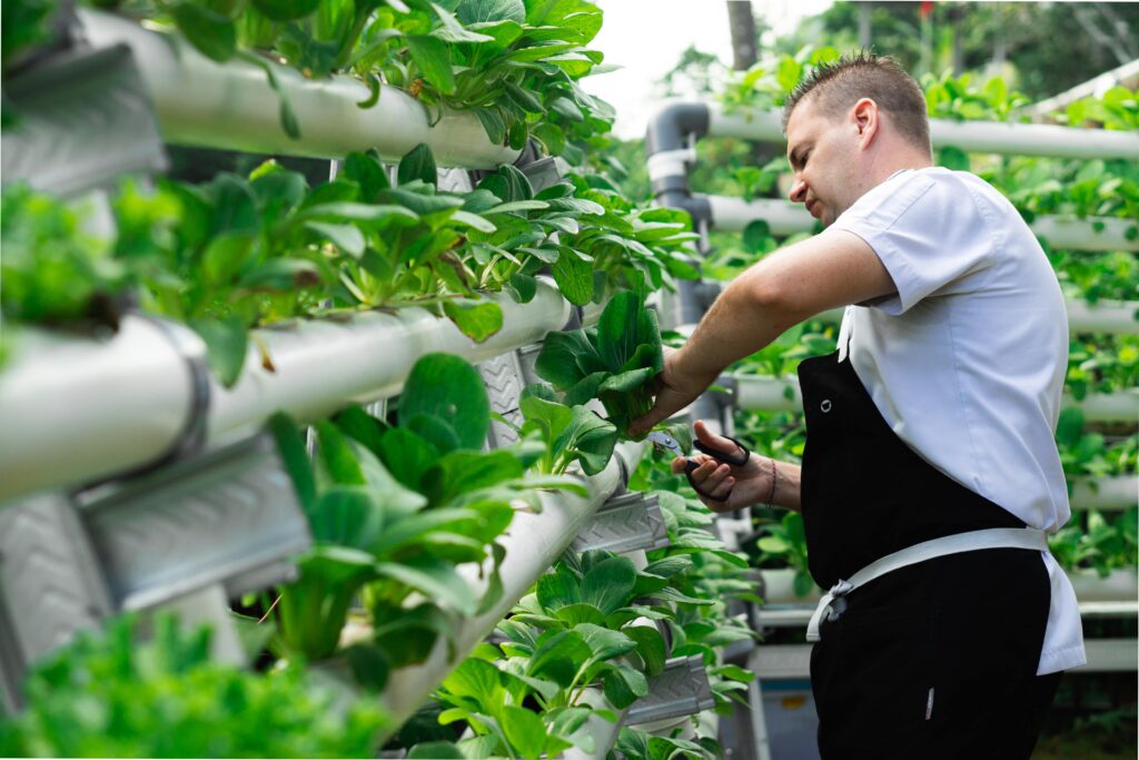 Building on its sustainable journey, The Westin Resort & Spa Ubud has also launched Hydro Haven, a hydroponic garden where fresh vegetables are grown to supply the resort’s farm-to-table dining experiences. This innovative approach ensures that guests enjoy fresh, locally grown produce while supporting an eco-friendlier lifestyle during their visit.