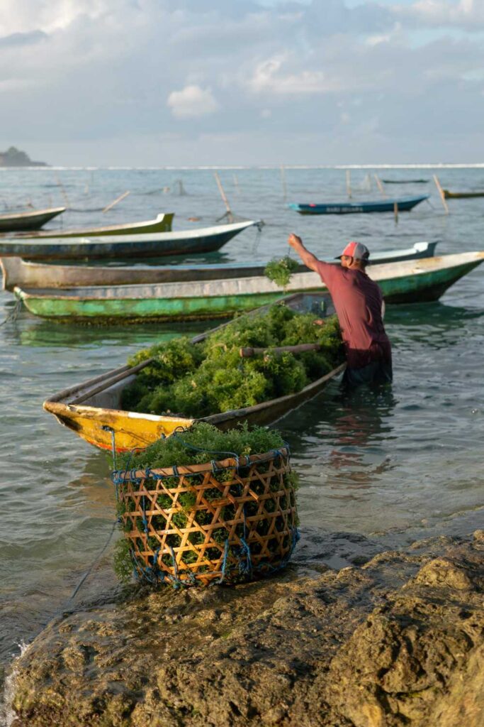 Seaweed Farmers of Nusa Lembongan 2