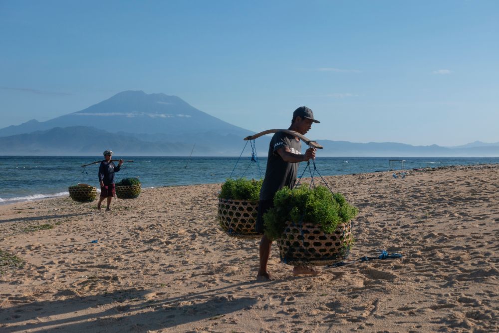 Seaweed Farmers of Nusa Lembongan