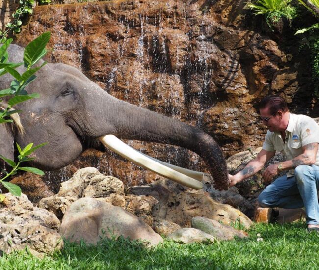 Mason-Elephant-Park-and-Lodge-Bali-1