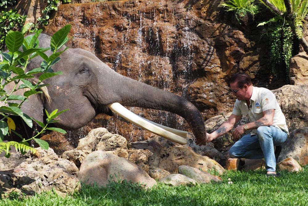 The Story of Bali’s Biggest Herd