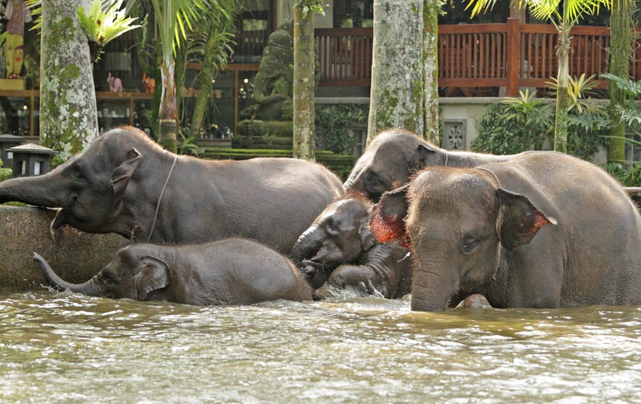 Mason-Elephant-Park-and-Lodge-Bali-1