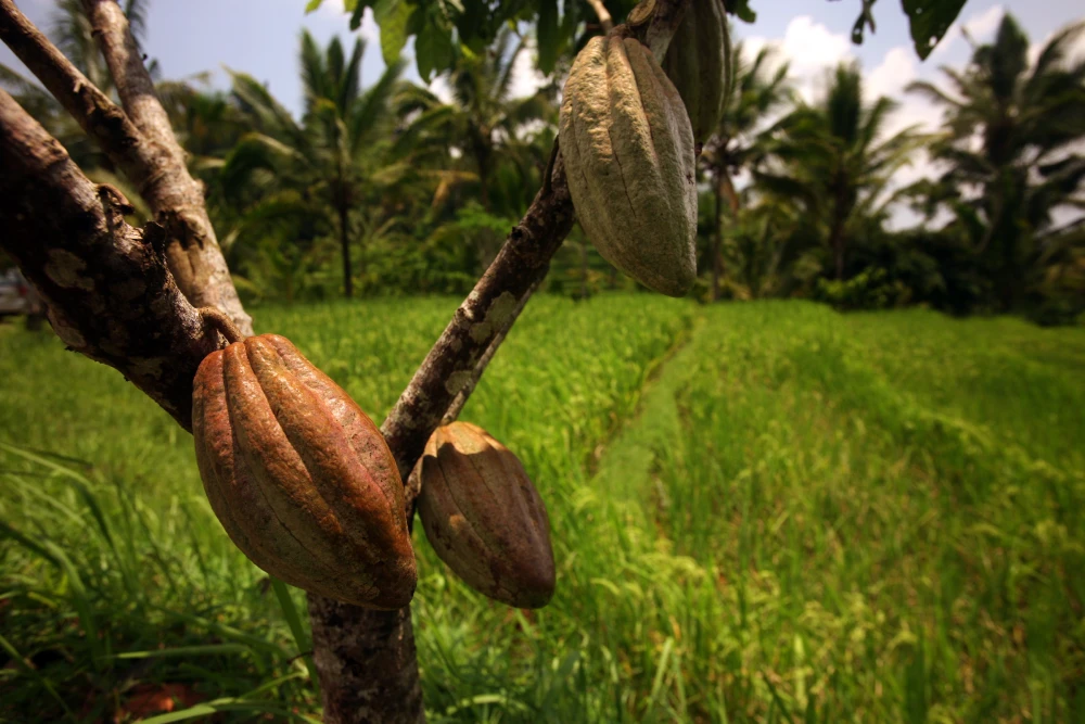 Mason Balinese Chocolate