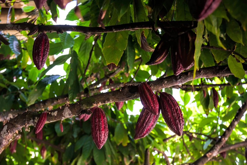 Mason Balinese Chocolate