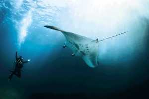 See-the-gracious-flying-of-Manta-Rays!